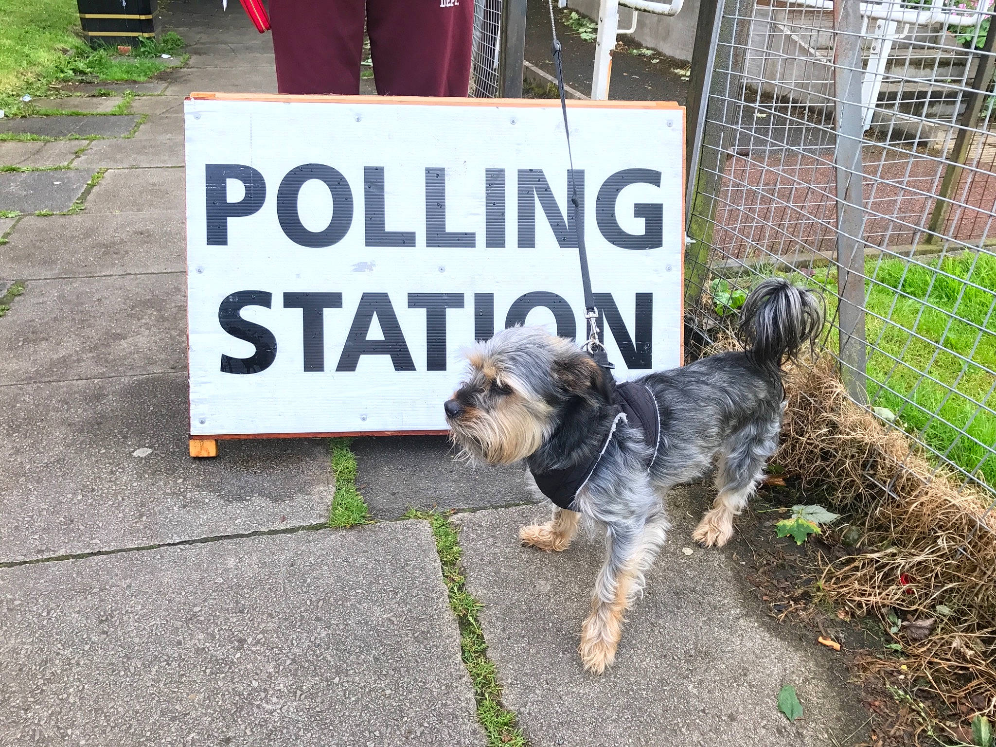 Sonny is registered to the contest to win money with this photo: cairn_terrier, canidae, carnivore, companion_dog, dog, dog_breed, morkie, norwich_terrier, puppy, sign, sporting_group, sporting_lucas_terrier, tail, terrier, tibetan_terrier, yorkshire_terrier