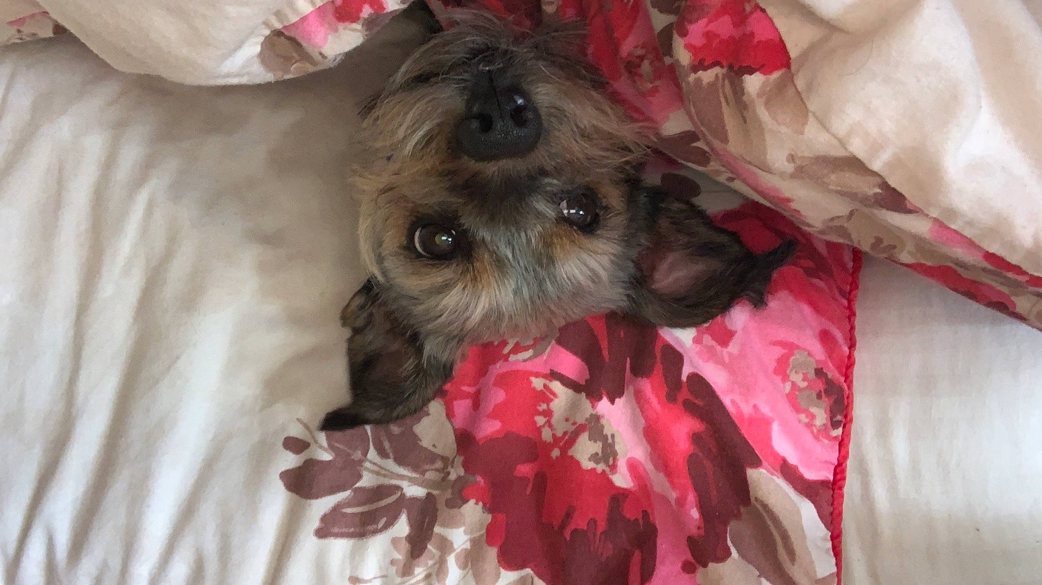 Sonny is registered to the contest to win money with this photo: bolonka, canidae, carnivore, chinese_imperial_dog, companion_dog, dog, dog_breed, lhasa_apso, maltepoo, mammal, morkie, non_sporting_group, pekapoo, puppy, schnoodle, shih_poo, shih_tzu, snout, toy_dog, yorkshire_terrier