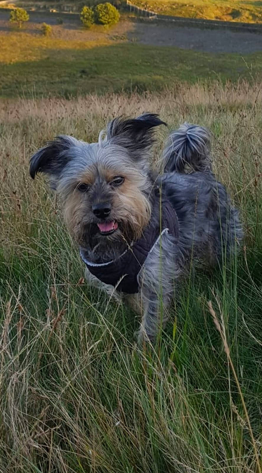 Sonny joined the competition — help win amazing prizes! australian_silky_terrier, biewer_terrier, cairn_terrier, canidae, carnivore, catalan_sheepdog, companion_dog, dog, dog_breed, glen_of_imaal_terrier, mammal, morkie, pyrenean_shepherd, rare_breed_dog, sporting_group, terrier, vertebrate, yorkshire_terrier