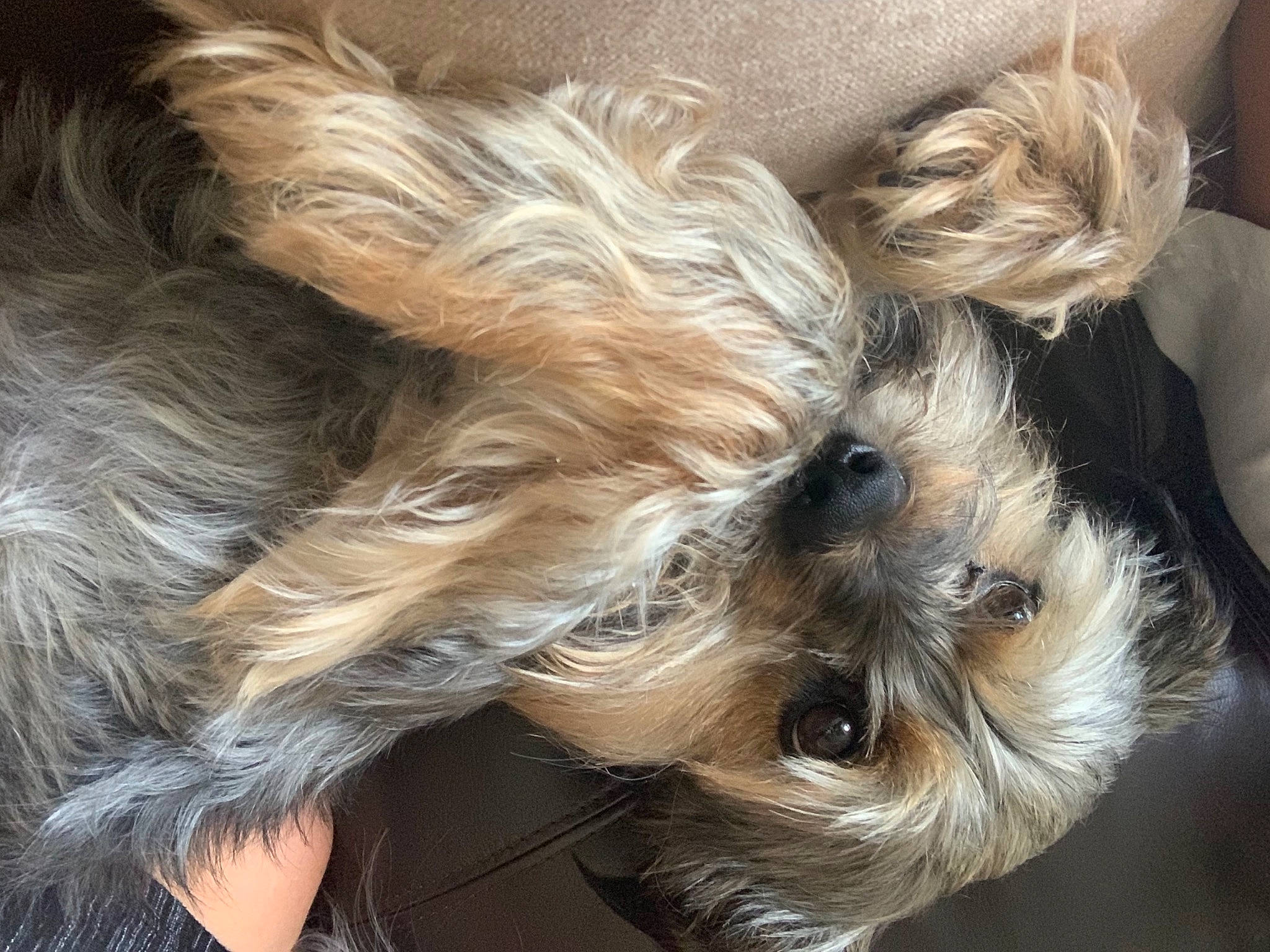Sonny is registered to the contest to win money with this photo: australian_silky_terrier, bolonka, canidae, carnivore, companion_dog, dog, dog_breed, ear, glen_of_imaal_terrier, maltepoo, mammal, morkie, puppy, puppy_love, schnoodle, small_terrier, sporting_group, terrier, toy_dog, yorkshire_terrier
