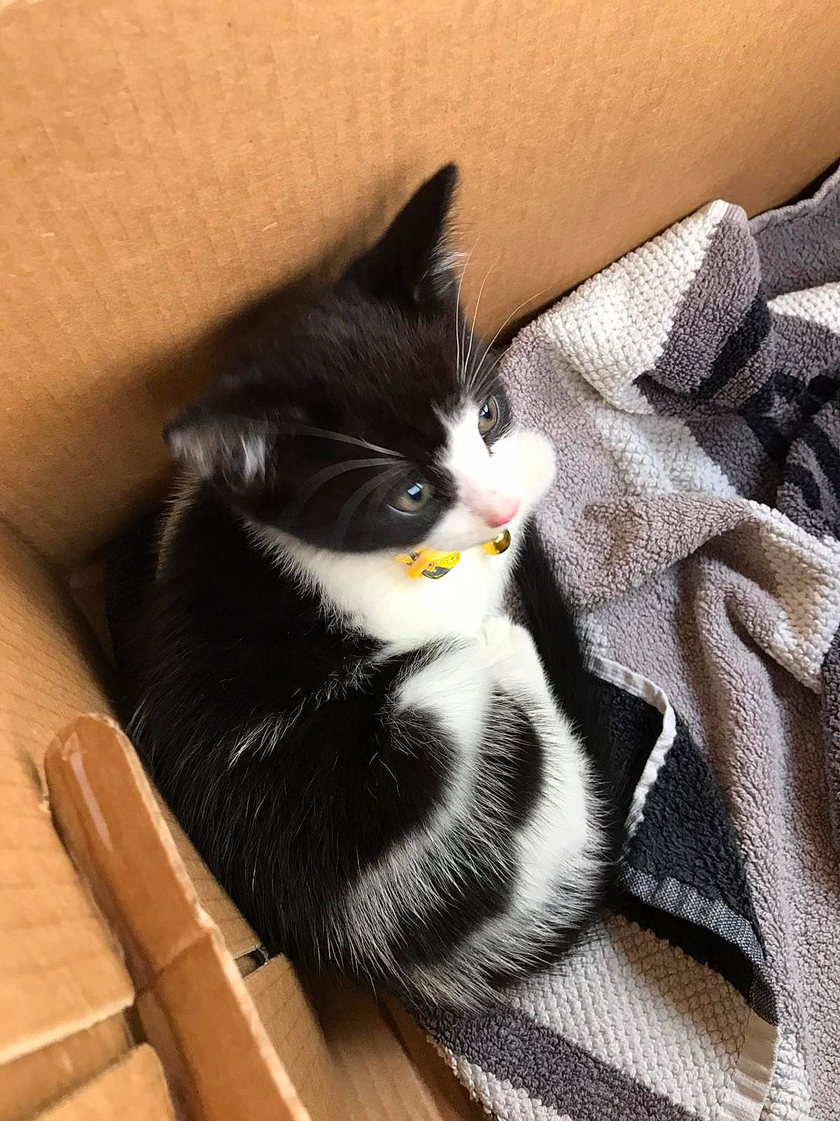 Mushu joined the competition — help win amazing prizes! american_shorthair, american_wirehair, black_and_white, black_cat, carnivore, cat, domestic_short_haired_cat, european_shorthair, felidae, fur, kitten, leg, paw, polydactyl_cat, small_to_medium_sized_cats, whiskers