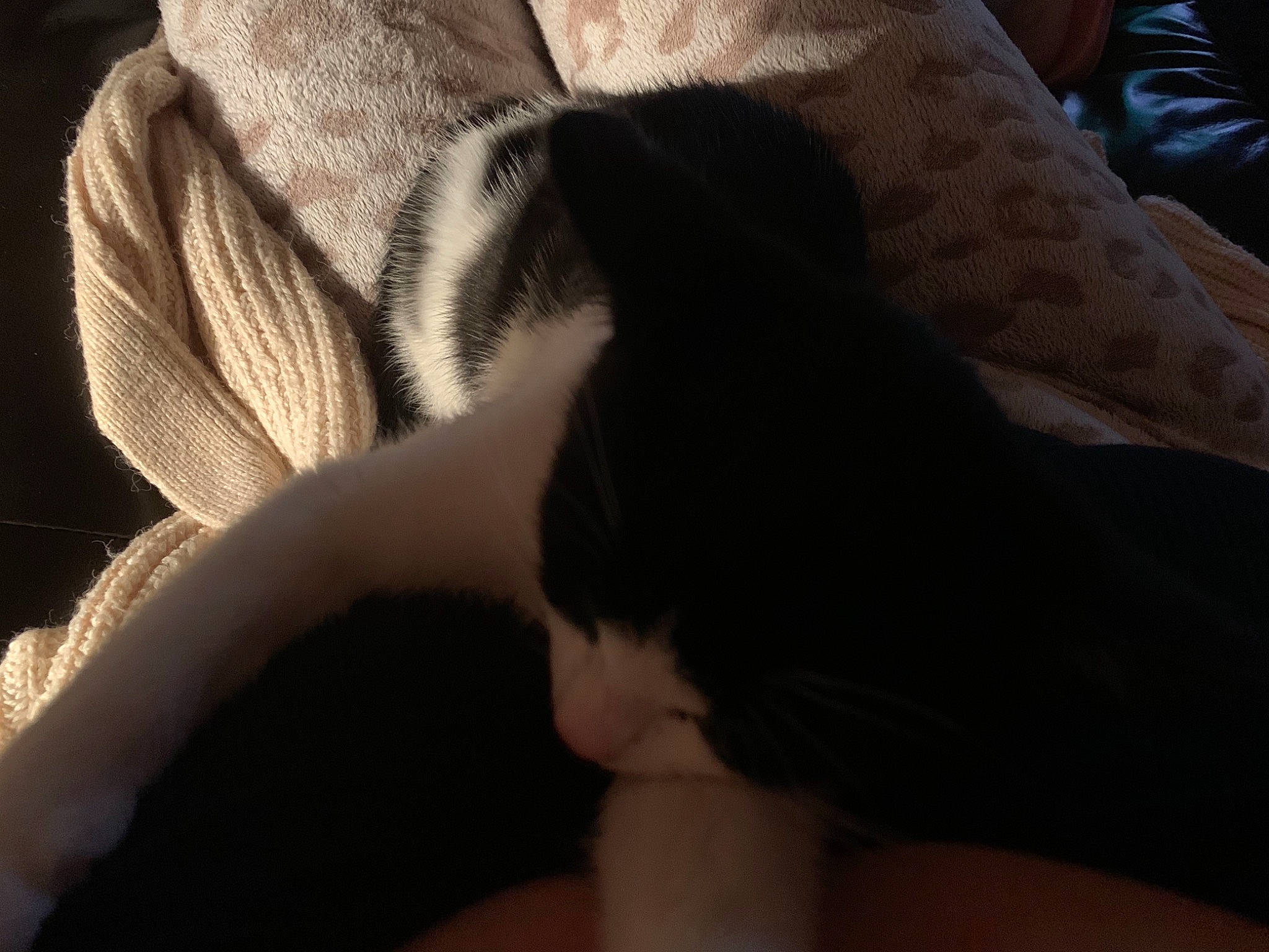 Mushu is registered to the contest to win money with this photo: arm, black, black_hair, cat, ear, eye, felidae, finger, fur, hand, head, human_body, joint, leg, nap, neck, nose, skin, small_to_medium_sized_cats, whiskers