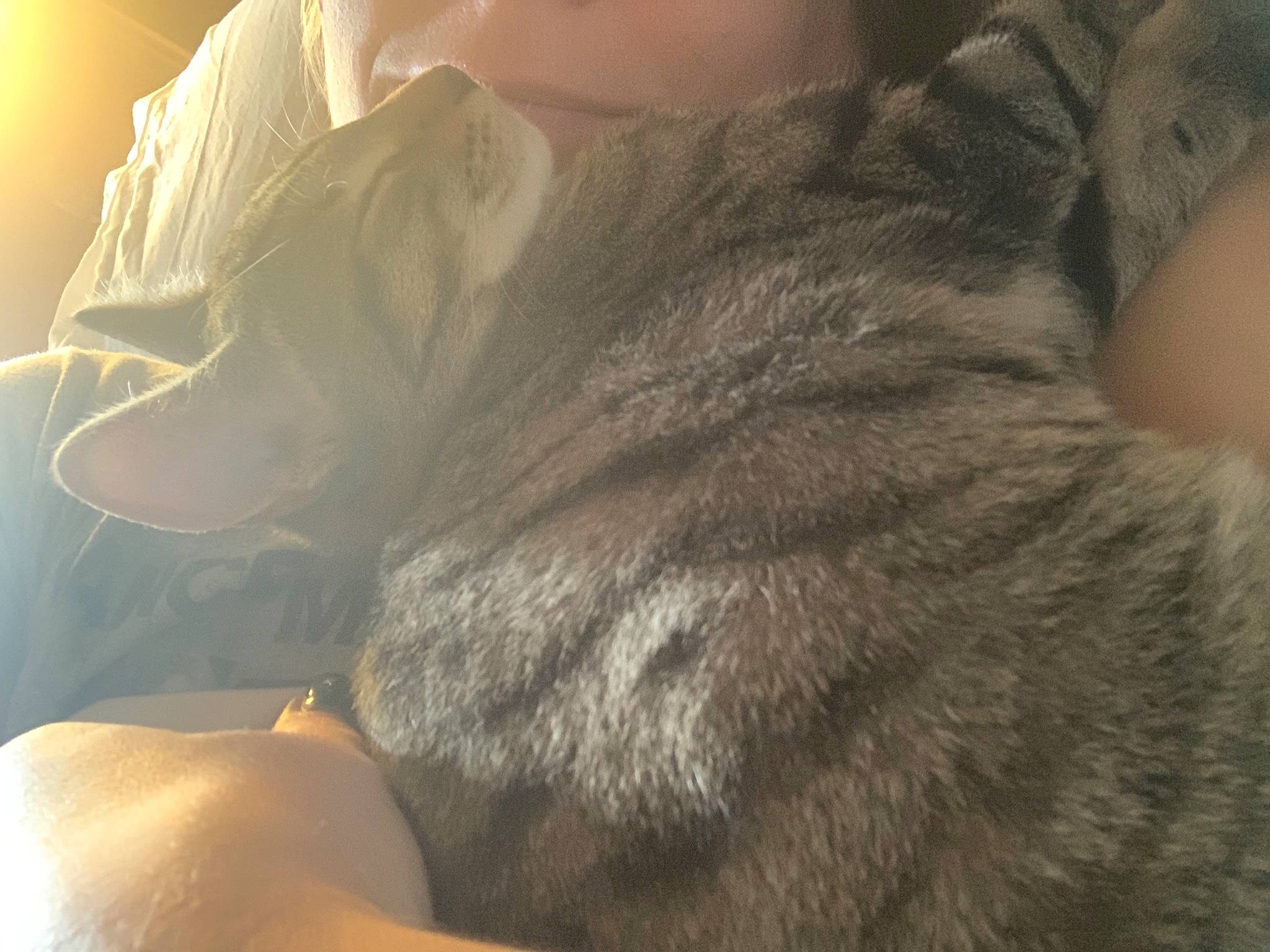 Bobble joined the competition — help win amazing prizes! carnivore, cat, chartreux, ear, fawn, felidae, fur, korat, neck, russian_blue, small_to_medium_sized_cats, snout, tail, whiskers