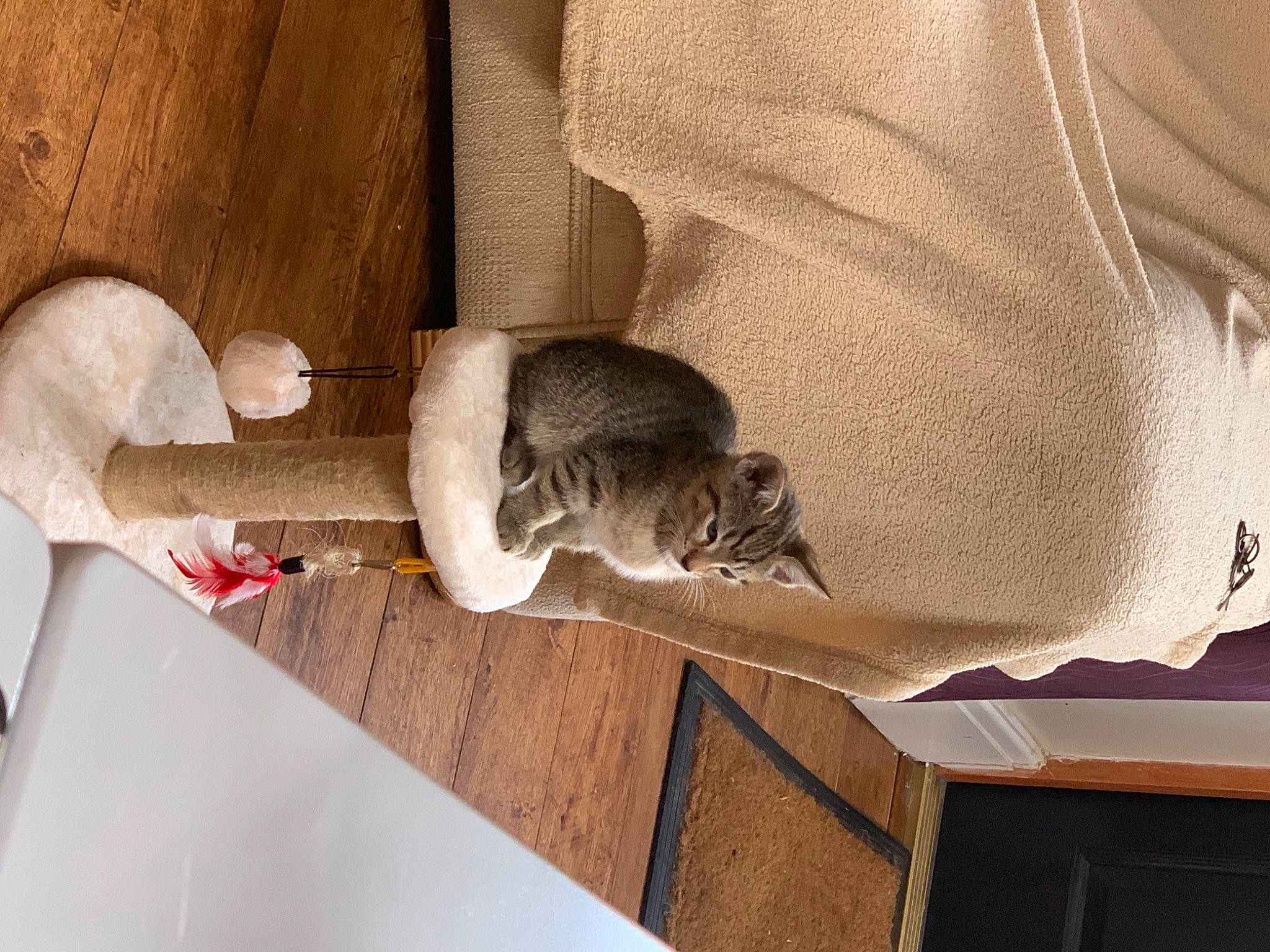 Bobble joined the competition — help win amazing prizes! cat, degu, domestic_short_haired_cat, european_shorthair, fawn, felidae, singapura, small_to_medium_sized_cats, whiskers