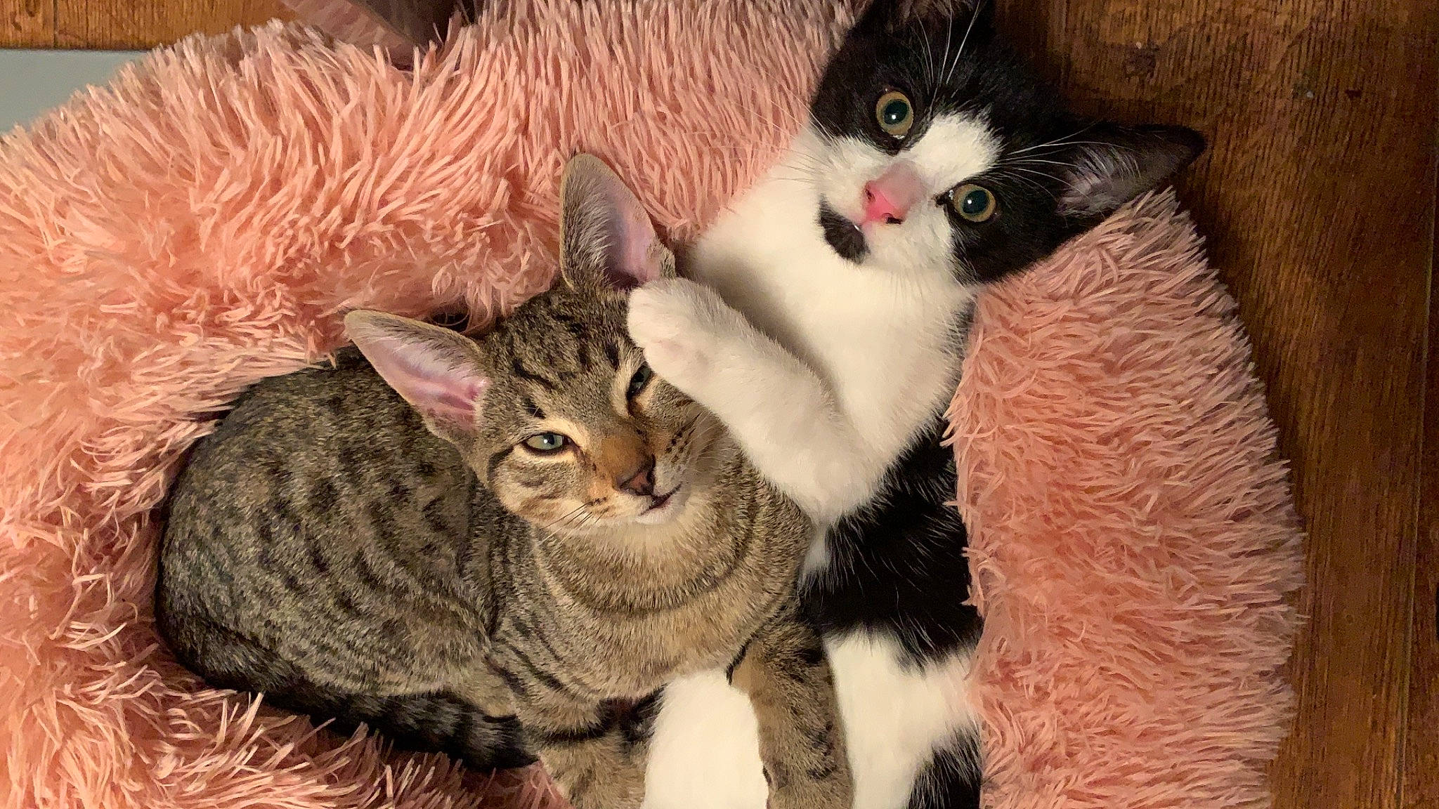 Bobble joined the competition — help win amazing prizes! aegean_cat, american_wirehair, arabian_mau, asian, australian_mist, carnivore, cat, domestic_short_haired_cat, dragon_li, european_shorthair, felidae, german_rex, kitten, mammal, oriental_longhair, polydactyl_cat, small_to_medium_sized_cats, tabby_cat, vertebrate, whiskers