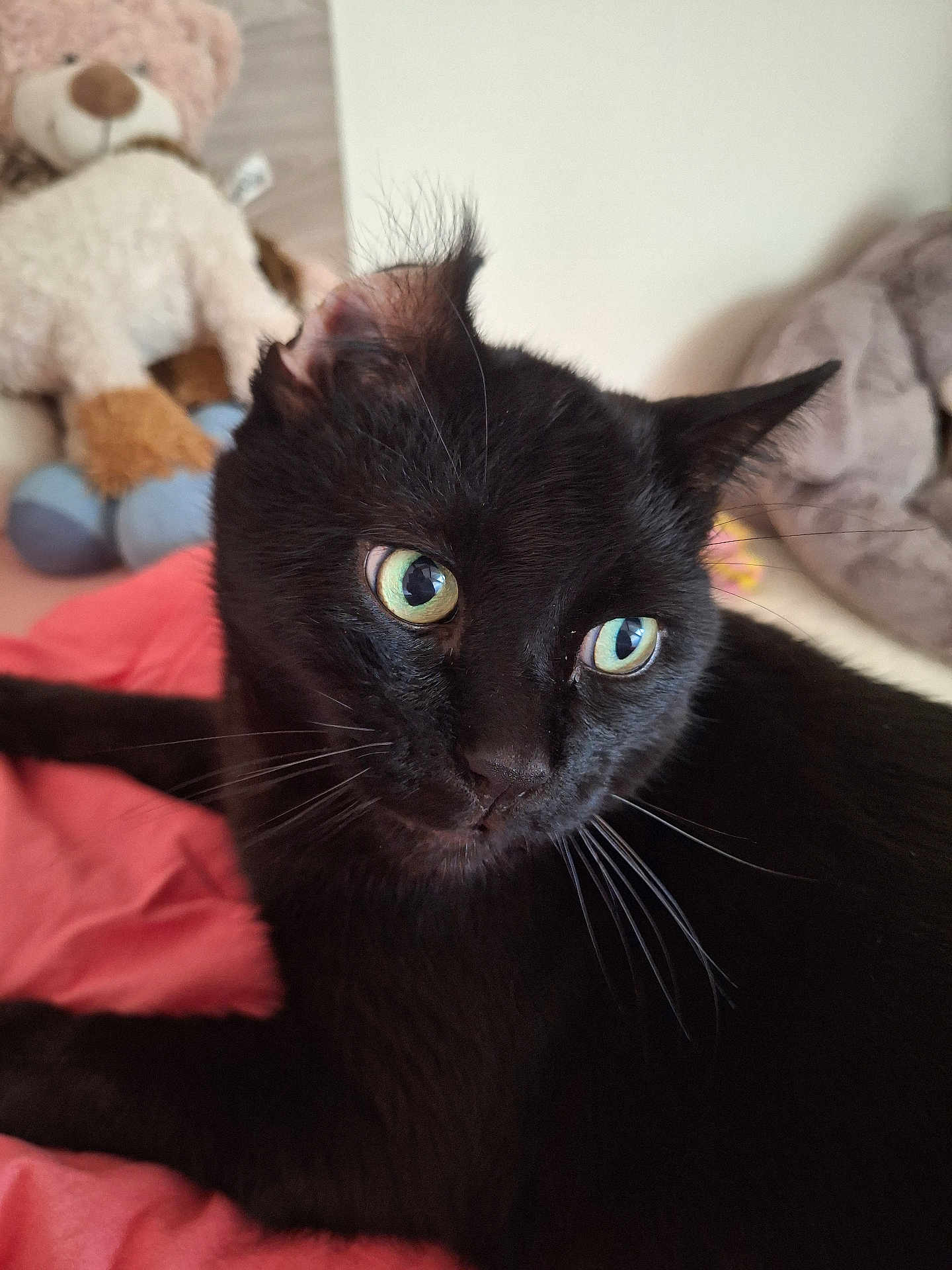 Titi a rejoint le concours — aidez-le/la à gagner de superbes lots ! black_cat, cat, pet, animal, green_eyes, whiskers, close_up, indoor, bed, blanket, teddy_bear, soft_toy, feline, fur, cute, relaxed, domestic_animal, portrait, resting, cozy