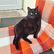 Titi participe au concours pour gagner de l'argent avec cette photo : cat, black_cat, pet, animal, feline, cushion, plaid, orange, white, indoor, door, alert, relaxed, green_eyes, fur, paws, resting, comfortable, seat, cozy