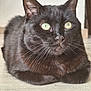cat, black_cat, pet, animal, whiskers, green_eyes, feline, fur, closeup, indoor, floor, curious, alert, resting, mammal, cute, domestic_animal, portrait, laying, soft_light
