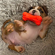 Chonk is registered to the contest to win money with this photo: puppy, dog, canine, toy_bone, orange_toy, pink_belly, paws, fluffy_blanket, plush_bed, lying_on_back, playful, chewing_toy, cute, nose_spot, small_toy, relaxed, young_puppy, pet_bed, fur, mouth