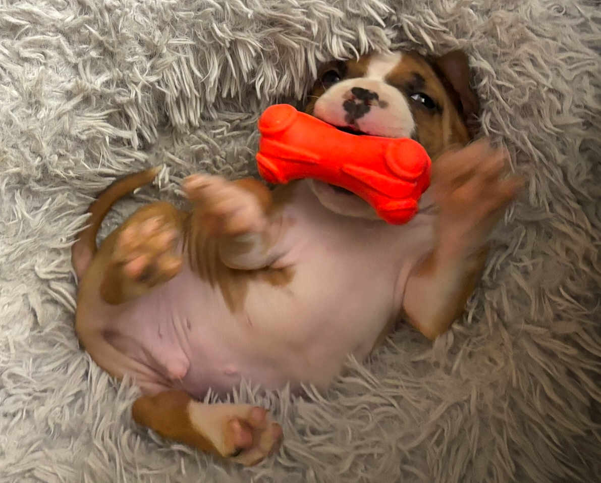 Chonk is registered to the contest to win money with this photo: puppy, dog, canine, toy_bone, orange_toy, pink_belly, paws, fluffy_blanket, plush_bed, lying_on_back, playful, chewing_toy, cute, nose_spot, small_toy, relaxed, young_puppy, pet_bed, fur, mouth