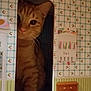 Meatball is registered to the contest to win money with this photo: cat, orange_tabby, dollhouse, miniature_furniture, doorway, wallpaper, curious, indoor, pet, animal, whimsical, patterned_wall, small_space, wooden_floor, table, mail_holder, decor, cute, feline, closeup