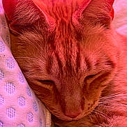 Meatball joined the competition — help win amazing prizes! cat, ginger_cat, sleeping, close_up, fur, whiskers, ears, nose, cozy, soft, fabric, polka_dots, resting, cute, pet, domestic_animal, feline, animal, warm_light, pink_tint
