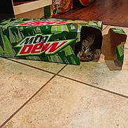 Phoenix is registered to the contest to win money with this photo: cat, kitten, cardboard_box, mountain_dew, floor, tile_floor, indoor, pet, animal, curious, peeking, cute, playful, box, brown_tabby, small, home, domestic_cat, eyes, whiskers