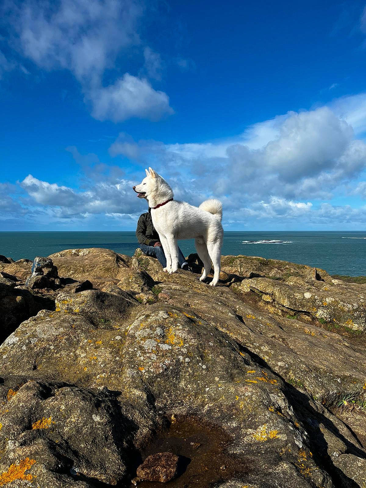 Aïko participe au concours pour gagner de l'argent avec cette photo : arctic_ocean, canidae, carnivore, cloud, cumulus, dog, dog_breed, headland, horizon, ice_cap, landscape, natural_landscape, ocean, rock, sky, sound, sporting_group, water, wildlife, wind_wave