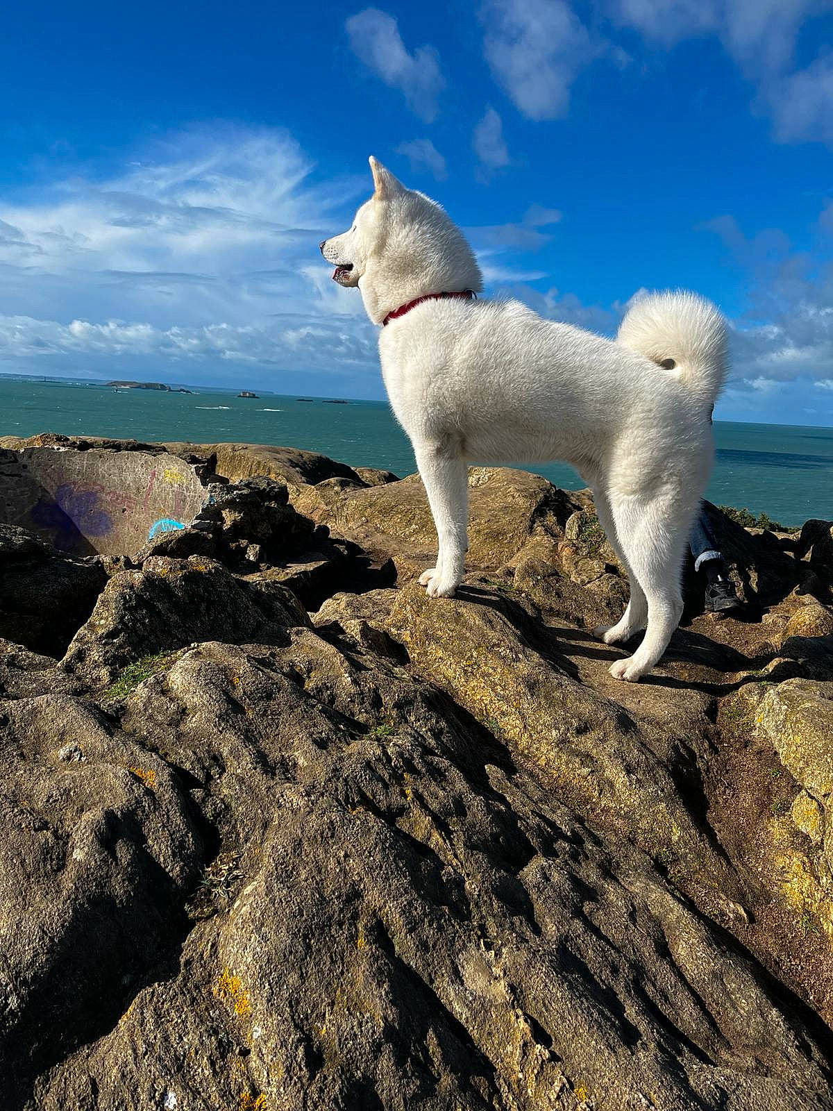 Aïko participe au concours pour gagner de l'argent avec cette photo : canidae, carnivore, cloud, companion_dog, dog, dog_breed, horizon, lake, landscape, non_sporting_group, ocean, rock, sky, sound, sporting_group, tail, water