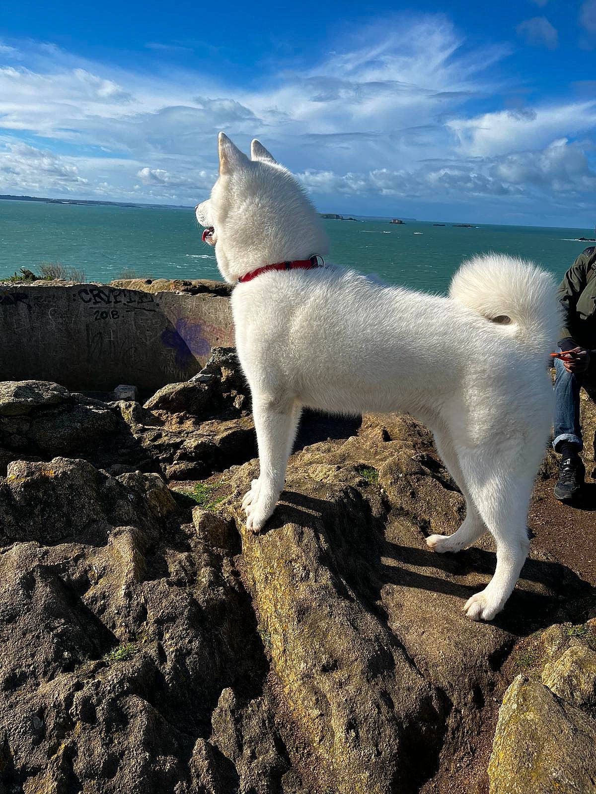 Aïko participe au concours pour gagner de l'argent avec cette photo : beach, canidae, carnivore, cloud, collar, companion_dog, dog, dog_breed, horizon, liquid, non_sporting_group, ocean, sky, soil, sporting_group, tail, water, wind_wave