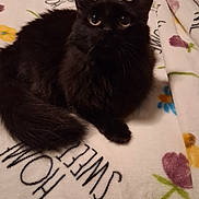 Grace is registered to the contest to win money with this photo: cat, black_cat, fluffy, pet, animal, indoor, blanket, flower_pattern, text, home_sweet_home, resting, cute, cozy, fur, whiskers, tail, eyes, domestic, sleepy, soft