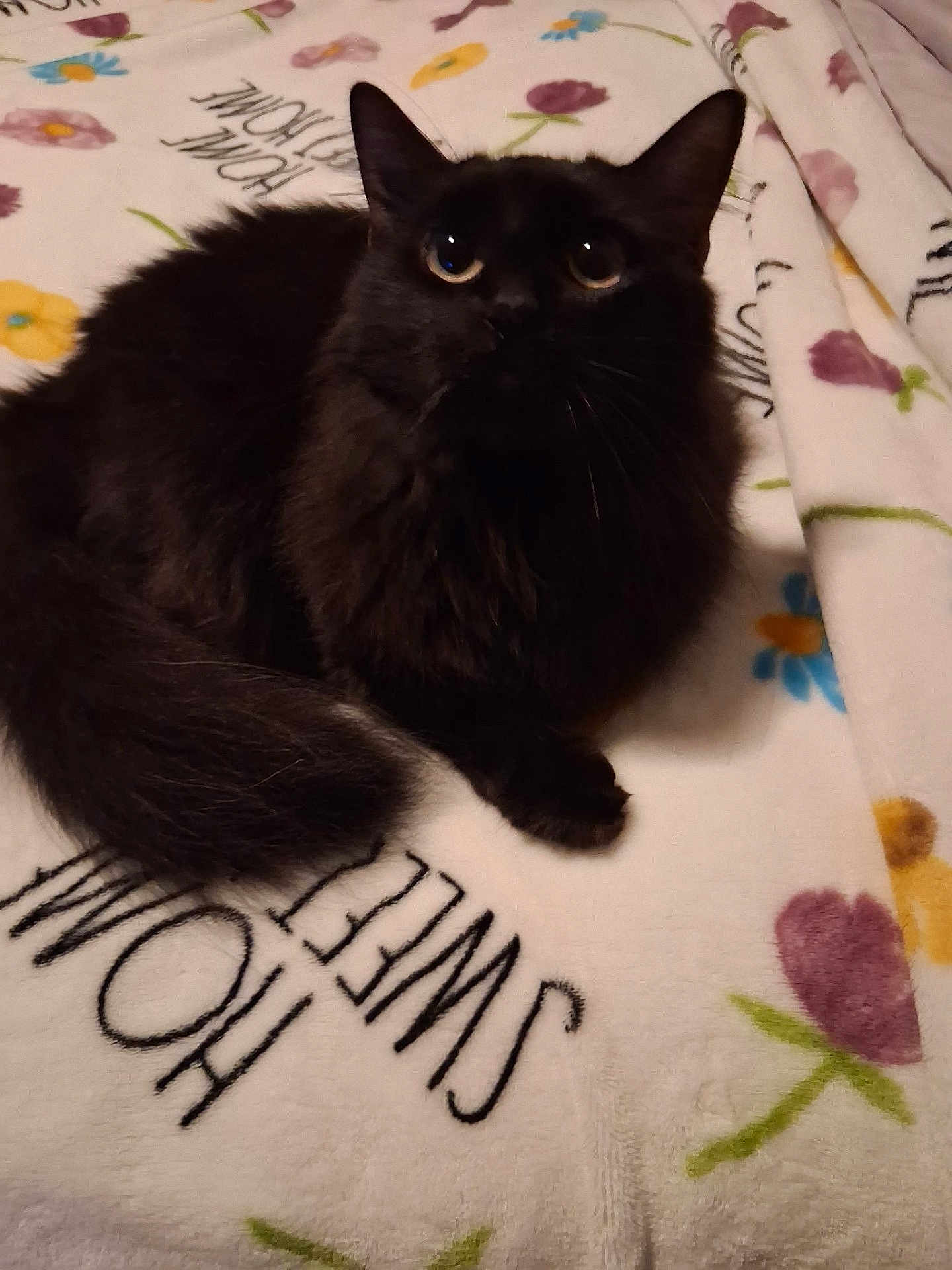 Grace is registered to the contest to win money with this photo: cat, black_cat, fluffy, pet, animal, indoor, blanket, flower_pattern, text, home_sweet_home, resting, cute, cozy, fur, whiskers, tail, eyes, domestic, sleepy, soft
