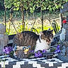 cat, tabby_cat, white_cat, pet, sleepy, sitting, outdoor, garden, patio, flowers, purple_flowers, greenery, plants, table, garden_decor, owl_ornament, fountain, sunlight, furniture, relaxed