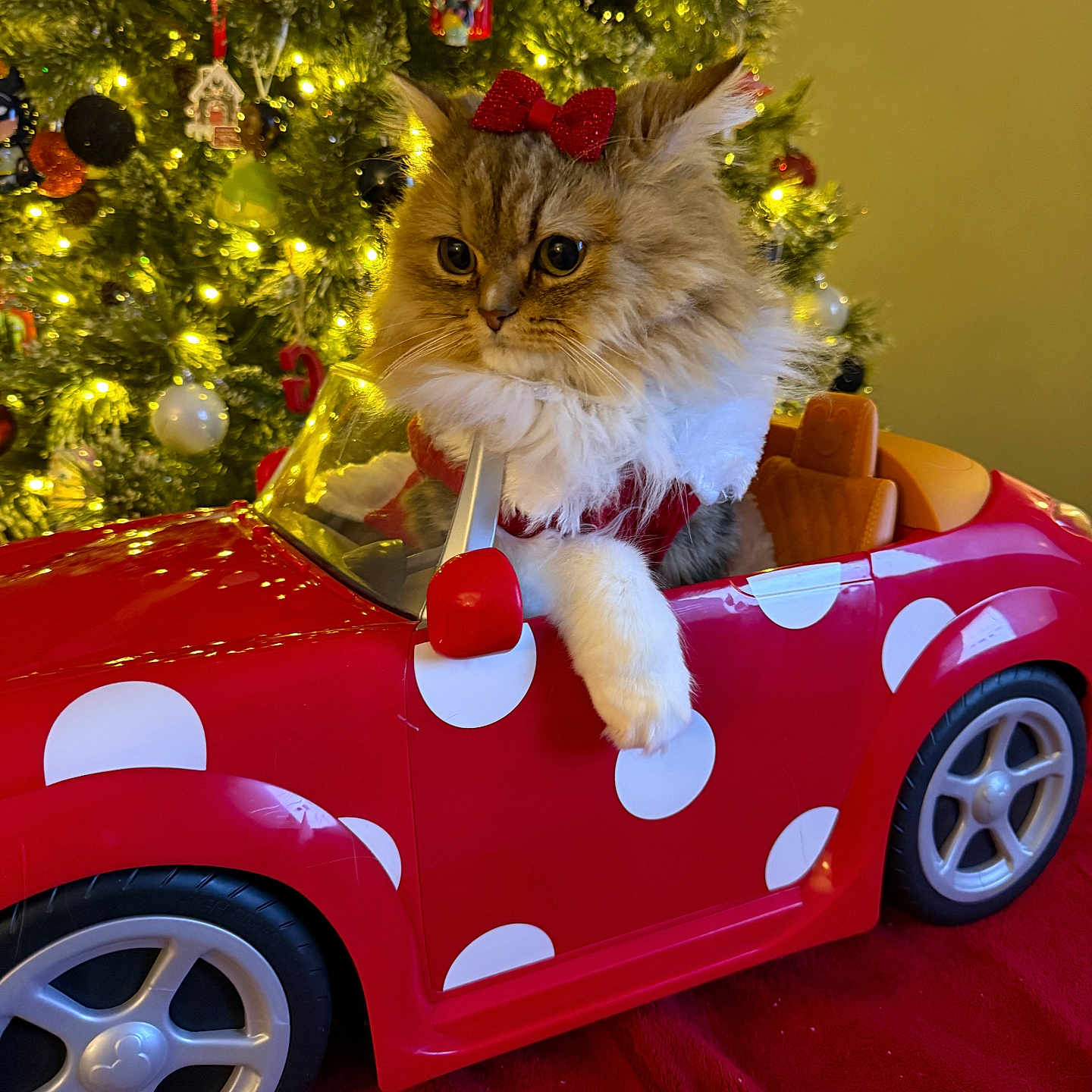 Mattie is registered to the contest to win money with this photo: alloywheel, animal, car, carwheel, cat, chair, couch, fir, furniture, kitten, machine, manx, pet, plant, spoke, tire, transportation, tree, vehicle, wheel