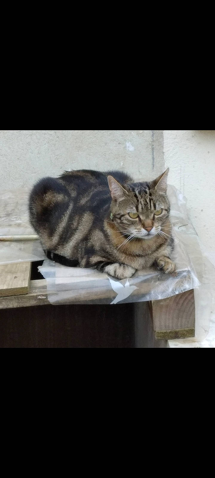 Ouistiti a rejoint le concours — aidez-le/la à gagner de superbes lots ! carnivore, cat, claw, comfort, domestic_short_haired_cat, fawn, felidae, fur, mammal, paw, photo_caption, sitting, small_to_medium_sized_cats, snout, tail, terrestrial_animal, vertebrate, whiskers, wildlife, window