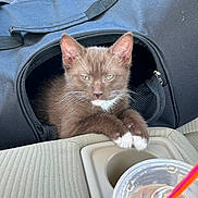 Coco joined the competition — help win amazing prizes! kitten, cat, pet_carrier, car_interior, cup, straw, center_console, whiskers, paws, black_fabric, zipper, curious, brown_fur, white_paws, white_chest, animal, indoor, transport, vehicle, young_animal