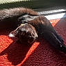 George Washington joined the competition — help win amazing prizes! black_cat, cat, pet, sunlight, shadow, red_carpet, mesh_window, relaxation, indoor, feline, animal, stretching, curious, cozy, warm_light, home, domestic, fur, whiskers, playful