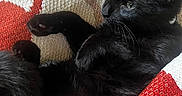 George Washington joined the competition — help win amazing prizes! cat, black_cat, pet, feline, animal, cozy, blanket, knitted_blanket, red, white, relaxed, indoor, fur, whiskers, paw, close_up, cute, resting, comfort, sleepy