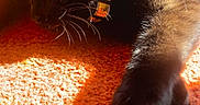 George Washington joined the competition — help win amazing prizes! animal, black_cat, cat, closeup, collar, cute, domestic_cat, feline, fur, indoor, orange_carpet, paw, pet, portrait, relaxing, shadow, stretching, sunlight, warm_light, whiskers