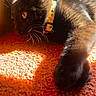 George Washington joined the competition — help win amazing prizes! cat, black_cat, pet, animal, whiskers, collar, orange_carpet, sunlight, stretching, paw, indoor, feline, fur, closeup, relaxing, shadow, warm_light, cute, domestic_cat, portrait