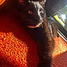 cat, black_cat, orange_carpet, sunlight, window, pet, feline, relaxing, indoor, close_up, fur, whiskers, golden_eyes, shadow, texture, animal, cozy, warm_light, domestic_animal, resting