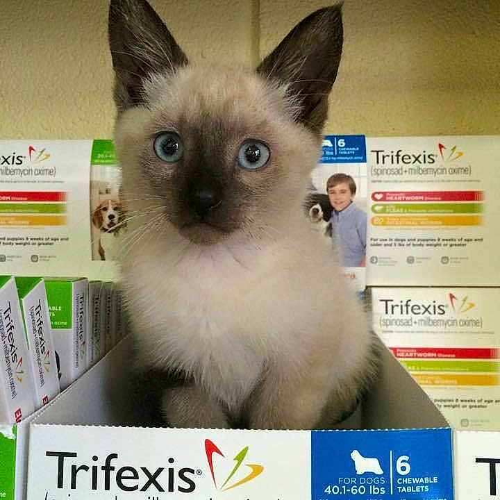 Hedwig joined the competition — help win amazing prizes!