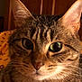 cat, tabby, close_up, indoor, pet, animal, feline, whiskers, ears, fur, eyes, face, portrait, domestic, mammal, cute, curious, warm_lighting, background, household