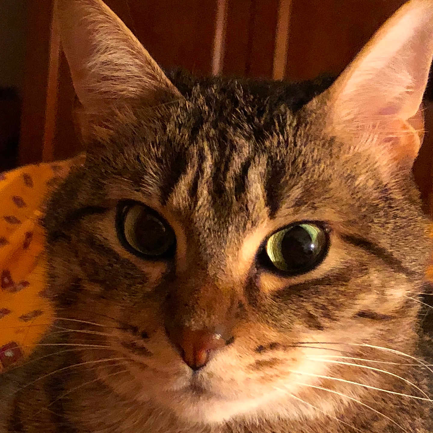 Kalisson participe au concours pour gagner de l'argent avec cette photo : animal, background, cat, close_up, curious, cute, domestic, ears, eyes, face, feline, fur, household, indoor, mammal, pet, portrait, tabby, warm_lighting, whiskers
