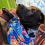 Milo joined the competition — help win amazing prizes! puppy, dog, black_dog, bandana, bow_tie, person, arm, watch, outdoor, grass, sky, clouds, portrait, close_up, cute, pet, holding, fashion, sunlight, greenery