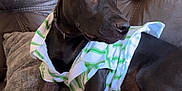 Milo joined the competition — help win amazing prizes! dog, black_dog, puppy, couch, leather_couch, shirt, striped_shirt, indoor, pet, animal, ears, paws, curious, relaxed, pillows, home, furniture, seated, looking_away, cozy