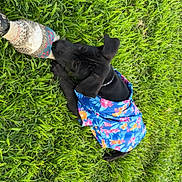 Milo is registered to the contest to win money with this photo: puppy, dog, grass, toy, black_dog, floral_shirt, pet, outdoor, playing, chewing, summer, cute, animal, canine, young_dog, nature, greenery, collar, lying_down, daytime
