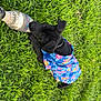 puppy, dog, grass, toy, black_dog, floral_shirt, pet, outdoor, playing, chewing, summer, cute, animal, canine, young_dog, nature, greenery, collar, lying_down, daytime