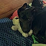 Milo is registered to the contest to win money with this photo: dog, black_dog, stuffed_toy, bed, blanket, blue_blanket, patterned_blanket, wooden_wall, person, resting, indoor, cozy, pet, animal, fur, ears, face, head, relaxing, companion