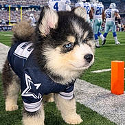 Aston is registered to the contest to win money with this photo: puppy, dog, husky, sports, football, stadium, jersey, sideline, grass, player, team, crowd, field, blue_eyes, cute, animal, outdoor, mascot, costume, game