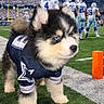 puppy, dog, husky, sports, football, stadium, jersey, sideline, grass, player, team, crowd, field, blue_eyes, cute, animal, outdoor, mascot, costume, game