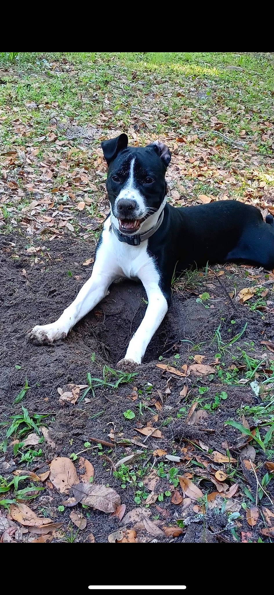 Cooper is registered to the contest to win money with this photo: canidae, carmine, carnivore, companion_dog, dog, dog_breed, grass, hunting_dog, mcnab, non_sporting_group, plant, soil, sporting_group, tail, tree, whiskers, working_animal, working_dog