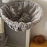 animal, cat, cat_hammock, cat_tree, cozy, domestic_cat, furniture, heater, indoor, kitten, pet, plush_toy, relaxation, resting, sleepy, small_animal, soft_texture, tabby, white_wall, wooden_box