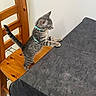 Kiko a rejoint le concours — aidez-le/la à gagner de superbes lots ! cat, curious, domestic, feline, floor, furniture, harness, indoor, kitten, paw, pet, playful, small, standing, striped, tabby, table, tablecloth, wall, wooden_chair