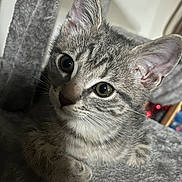Kiko participe au concours pour gagner de l'argent avec cette photo : kitten, cat, tabby, pet, animal, feline, ears, whiskers, gray, soft, fur, cute, indoor, closeup, curious, resting, young, playful, cozy, cat_tree