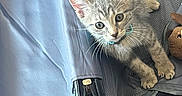 Kiko a rejoint le concours — aidez-le/la à gagner de superbes lots ! cat, collar, curious, cute, domestic_cat, ears, feline, gray_tabby, house_pet, indoor, kitten, looking_up, open_suitcase, paws, pet, playful, suitcase, whiskers, wooden_floor, young_cat