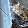 cat, collar, curious, cute, domestic_cat, ears, feline, gray_tabby, house_pet, indoor, kitten, looking_up, open_suitcase, paws, pet, playful, suitcase, whiskers, wooden_floor, young_cat