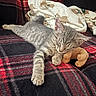 Kiko a rejoint le concours — aidez-le/la à gagner de superbes lots ! animal, black, blanket, cat, comfort, cozy, cute, feline, fur, gray, indoor, kitten, pet, plaid, plush_toy, red, relaxed, resting, sleeping, soft