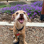 Rosie is registered to the contest to win money with this photo: dog, happy, panting, outdoor, gravel, flowers, purple_flowers, collar, leash, tag, scruffy_dog, pet, nature, smiling, fur, small_dog, garden, wooden_post, daylight, closeup