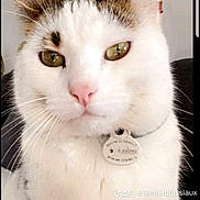 Fifou a rejoint le concours — aidez-le/la à gagner de superbes lots ! cat, close_up, white_cat, brown_spots, green_eyes, pet, collar, tag, whiskers, indoor, portrait, feline, animal, cute, domestic_cat, face, ears, soft_light, fur, calm